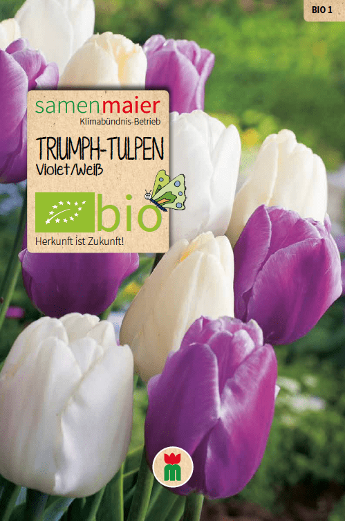 samen-maier-bio-triumph-tulpen-blumenzwiebeln-violett-wei image 1