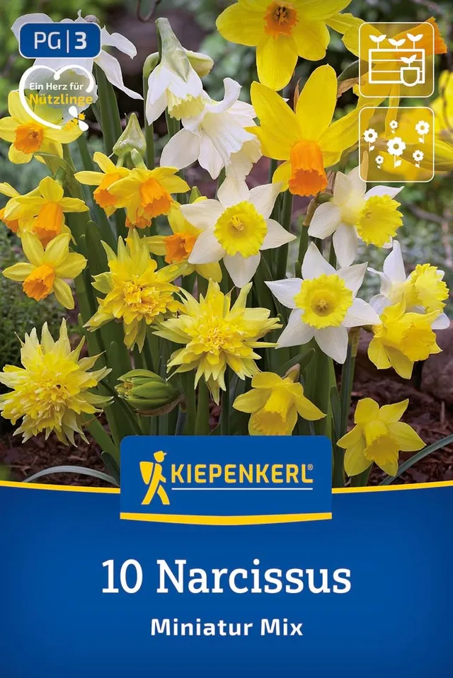 kiepenkerl-miniatur-narzissen-mischung-blumenzwiebeln-zwergnarzissen-15-cm-wei-g image 1