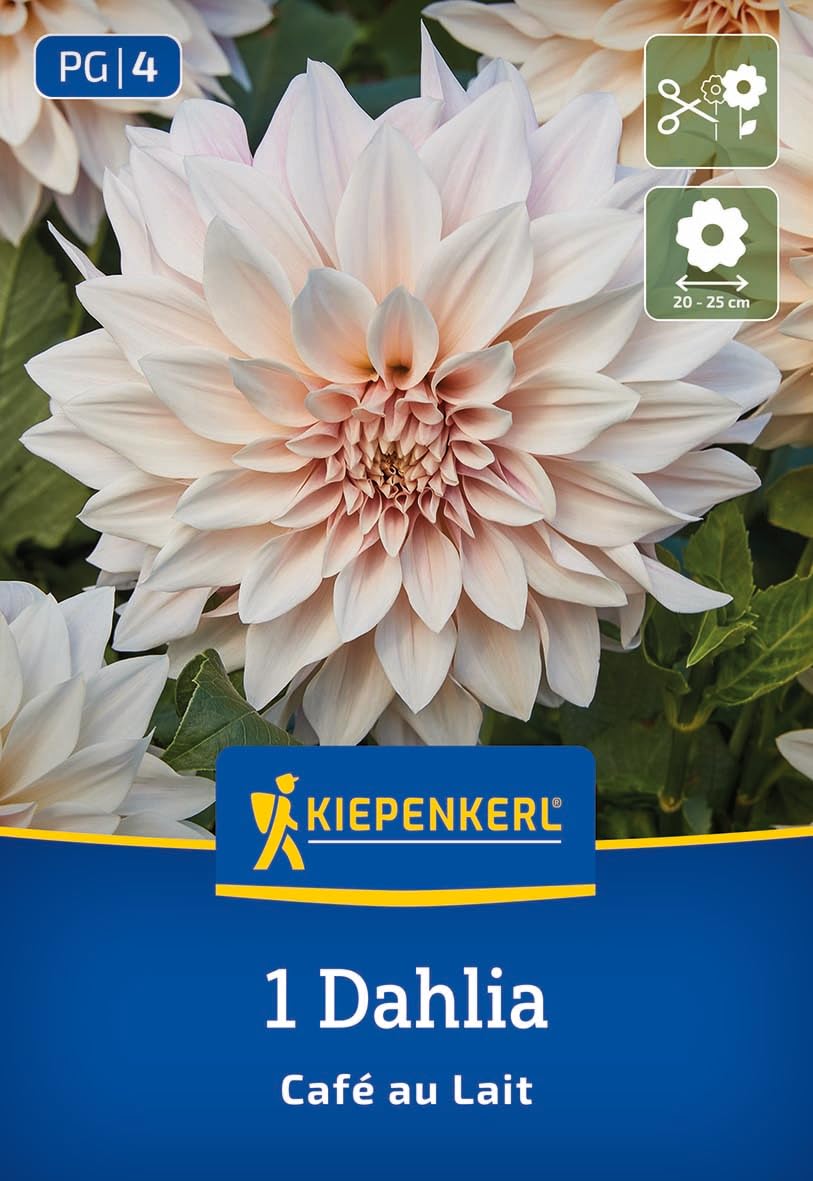 kiepenkerl-dekorative-dahlie-caf-au-lait-blumenzwiebeln-25-cm-bl-te-zartrosa-cre image 1