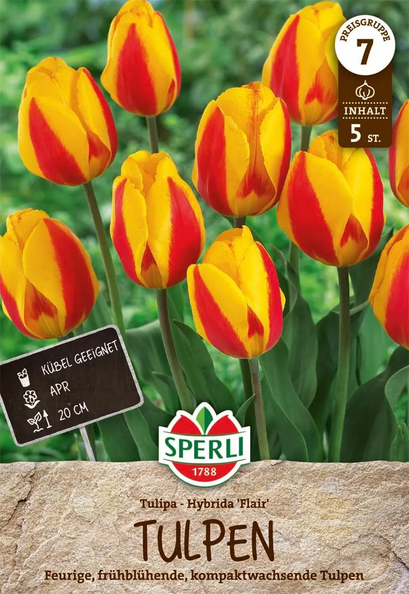 sperli-einfache-fr-he-tulpe-flair-rot-gelb-zweifarbig-april-bl-te image 1