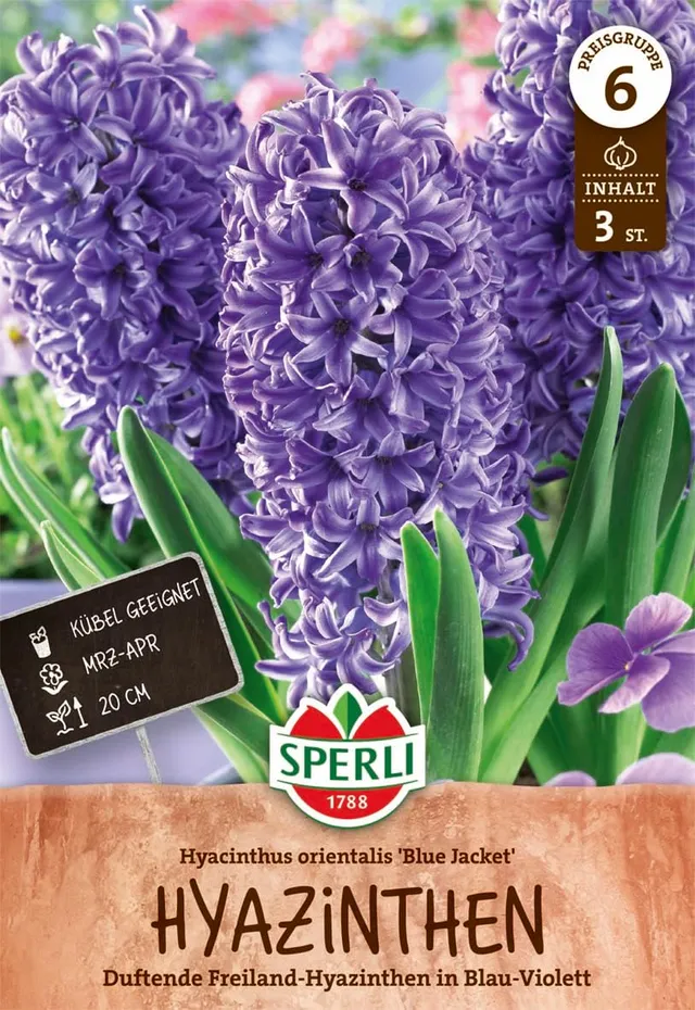 sperli-hyazinthe-blue-jacket-lilablaue-duft-hyazinthe-april-bl-te image 1