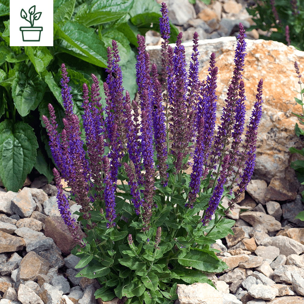 samen-maier-bio-steppen-salbei-salvia-nemorosa-im-topf image 1