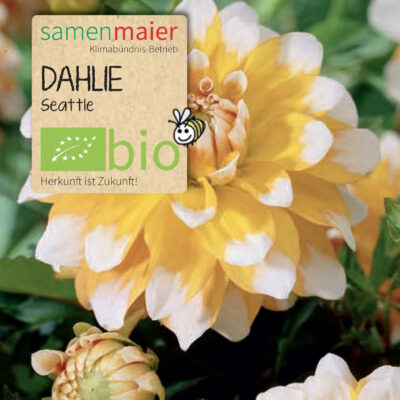 samen-maier-bio-dahlie-seattle-blumenzwiebeln image 2