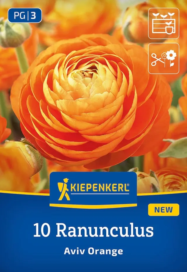 kiepenkerl-ranunkeln-aviv-orange-blumenzwiebeln image 1