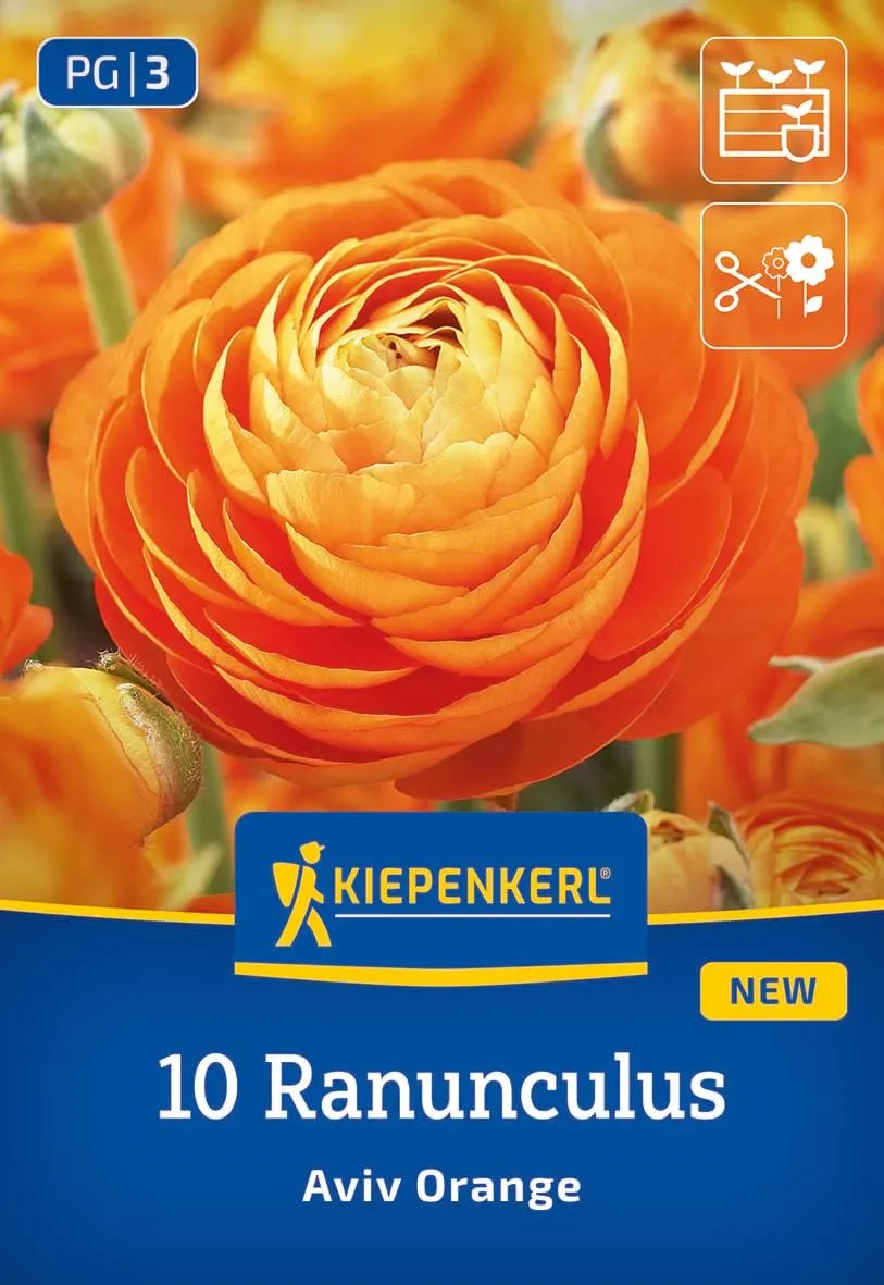 kiepenkerl-ranunkeln-aviv-orange-blumenzwiebeln image 1