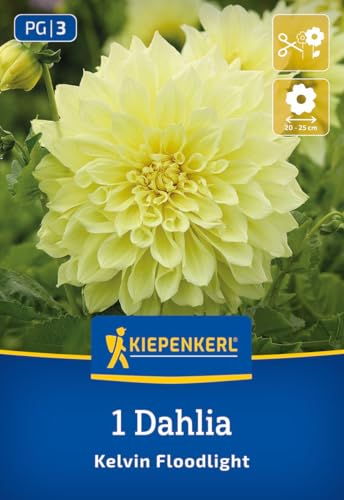 kiepenkerl-riesenbl-ten-dahlie-kelvin-floodlight-blumenzwiebeln image 7