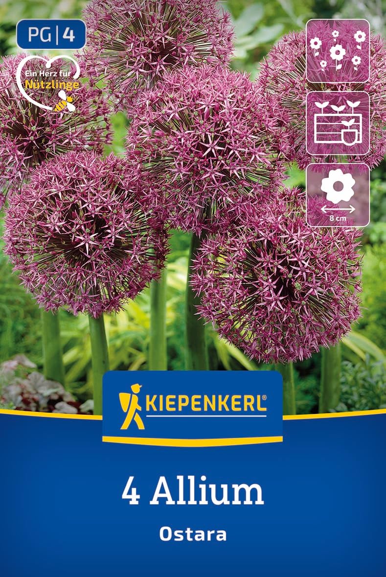 kiepenkerl-zierlauch-ostara-blumenzwiebeln-40-cm-lila-rot-k-belgeeignet image 1