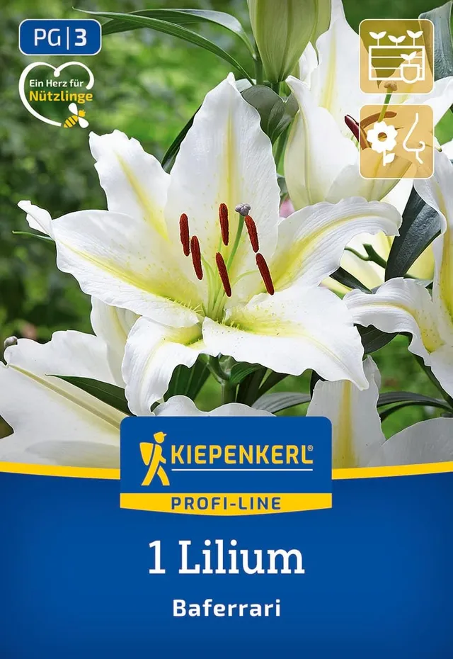 kiepenkerl-profi-line-oriental-lilie-baferrari-blumenzwiebeln-wei-gelb-100-cm image 1