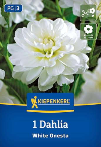 kiepenkerl-seerosen-dahlie-white-onesta-blumenzwiebeln image 7