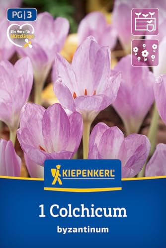 kiepenkerl-herbstzeitlose-2650012-blumenzwiebeln-lila-15-cm-mehrj-hrig-winterhar image 8