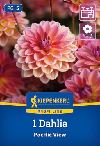 kiepenkerl-profi-line-dahlie-pacific-view-3000061-blumenzwiebeln-lachsrosa-gelb- image 7
