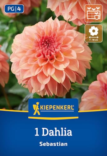 kiepenkerl-dekorative-dahlie-sebastian-blumenzwiebeln image 7