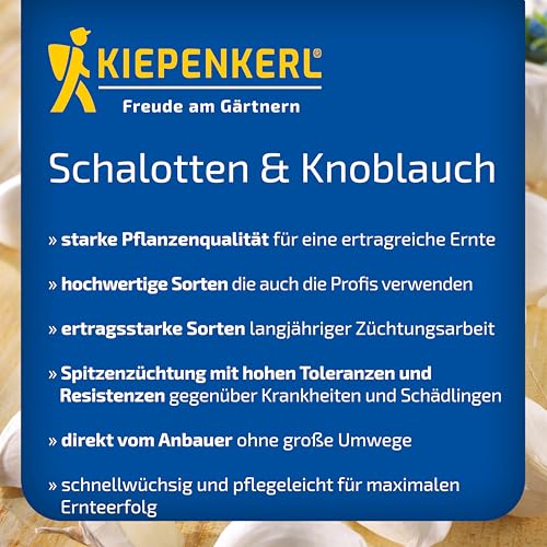 kiepenkerl-elefantenknoblauch-steckzwiebeln-allium-ampeloprasum-f-r-3-pflanzen image 7