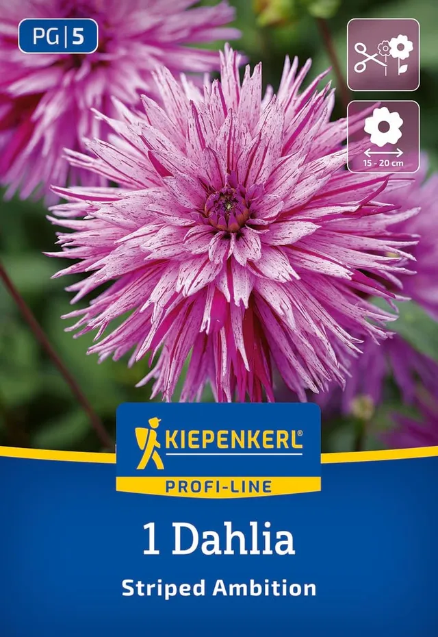 kiepenkerl-profi-line-splitt-dahlie-striped-ambition-3000083-gestreifte-dahlie image 1