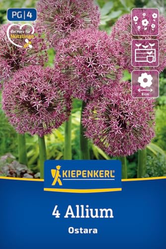 kiepenkerl-zierlauch-ostara-blumenzwiebeln-40-cm-lila-rot-k-belgeeignet image 8
