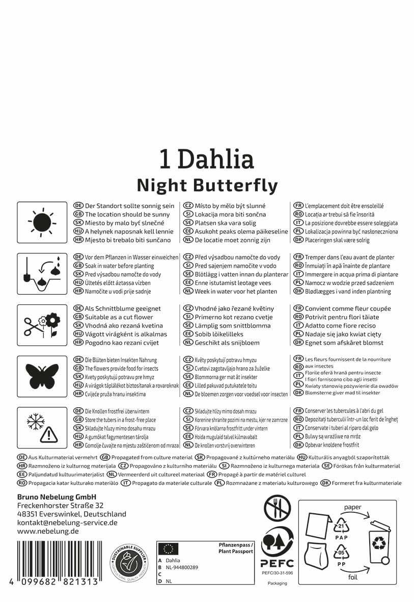 kiepenkerl-halskrausen-dahlie-night-butterfly-3000037-dahlienknollen-dunkelrot-g image 2