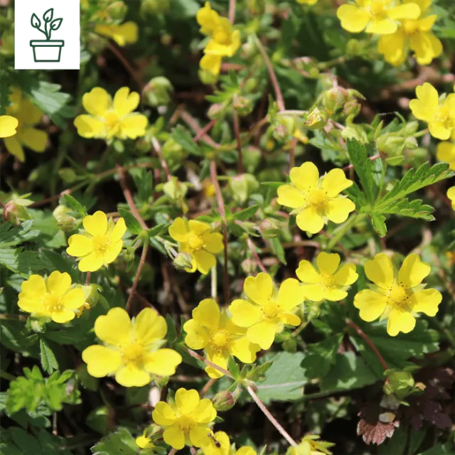 samen-maier-bio-fr-hlings-fingerkraut-potentilla-neumanniana-im-topf image 1
