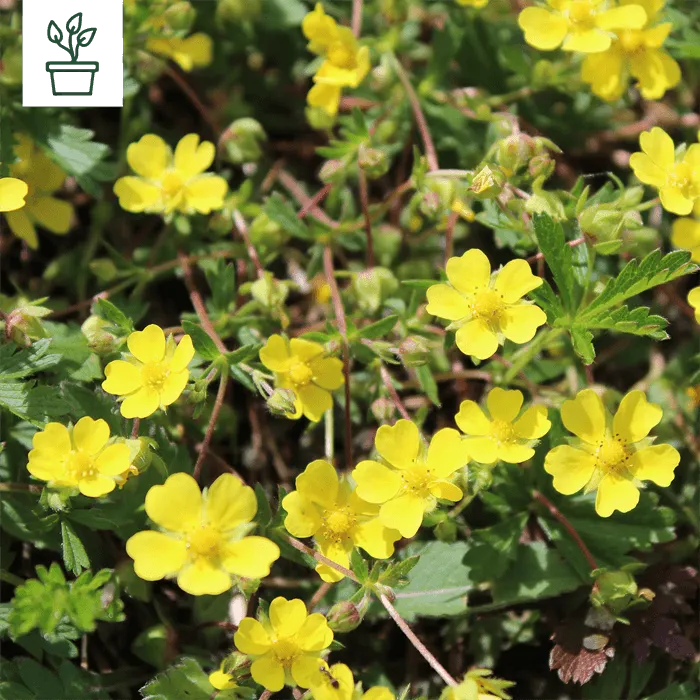 samen-maier-bio-fr-hlings-fingerkraut-potentilla-neumanniana-im-topf image 1