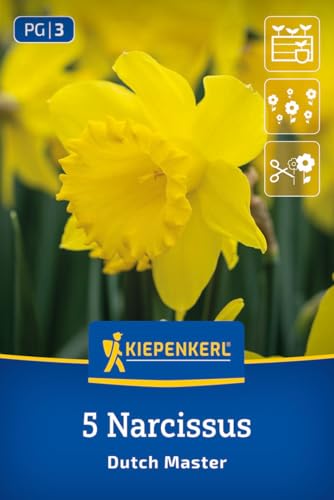 kiepenkerl-trompeten-narzisse-dutch-master-2450006-goldgelb-40-cm image 8