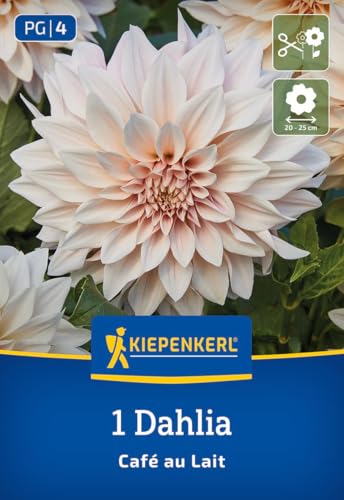 kiepenkerl-dekorative-dahlie-caf-au-lait-blumenzwiebeln-25-cm-bl-te-zartrosa-cre image 7