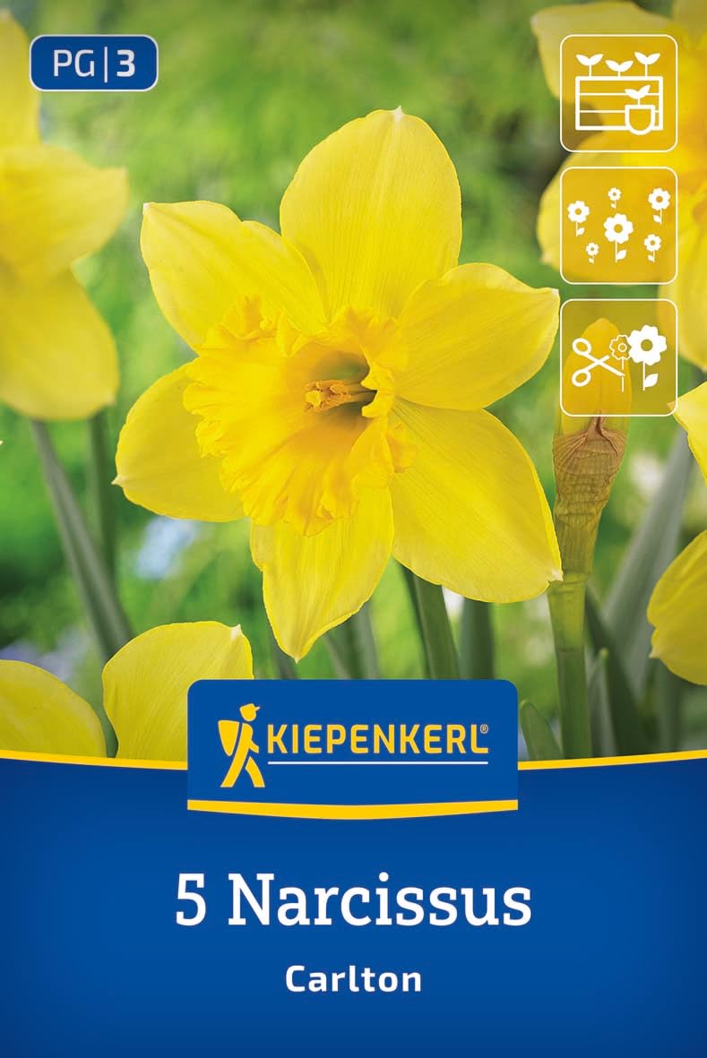 kiepenkerl-profi-line-gro-kronige-narzisse-carlton-blumenzwiebeln-gelb-40-cm image 1