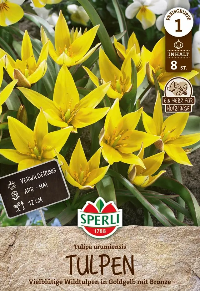 sperli-wildtulpe-urumiensis-455991-botanische-zwergtulpe-gelb-bronze-12-cm image 1