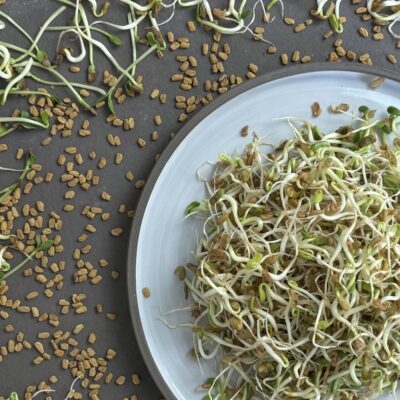 samen-maier-bio-sprossen-microgreens-bockshornklee-vorteilsmenge image 4