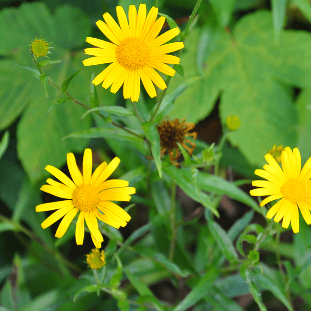 samen-maier-bio-ochsenauge-buphthalmum-salicifolium-topfpflanze image 2