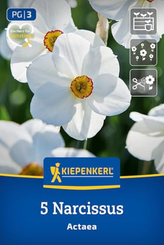 kiepenkerl-dichternarzisse-actaea-blumenzwiebeln-wei-orange-april-mai image 8