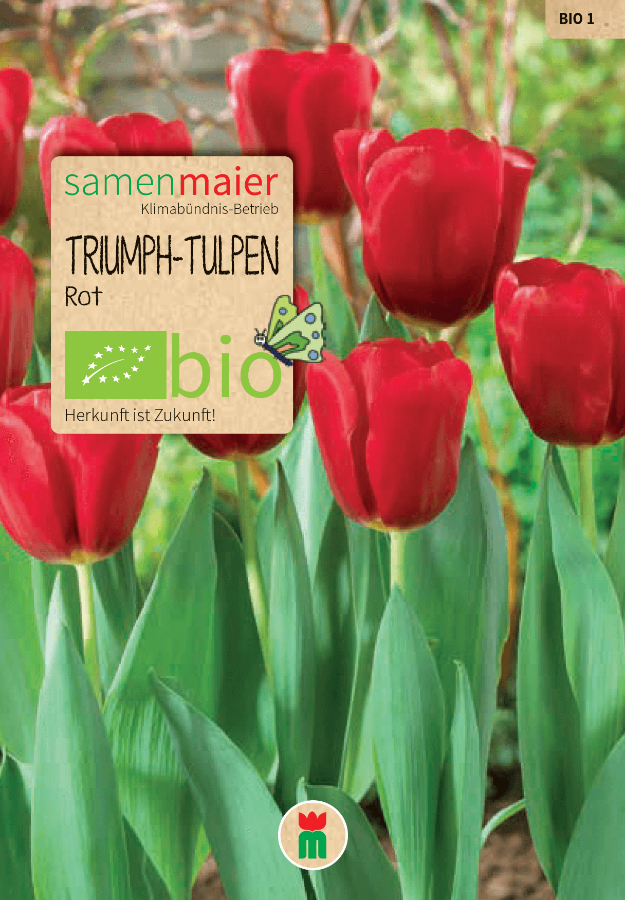 samen-maier-bio-triumph-tulpen-rot-blumenzwiebeln image 1