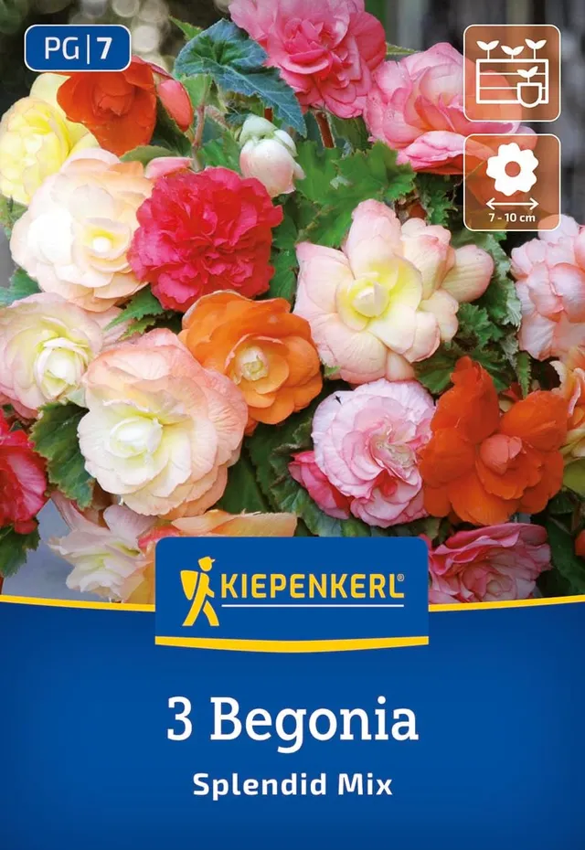 kiepenkerl-h-ngende-knollenbegonie-splendid-mix-blumenzwiebeln-pastell image 1