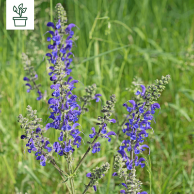 samen-maier-bio-wiesen-salbei-salvia-pratensis-im-topf image 3