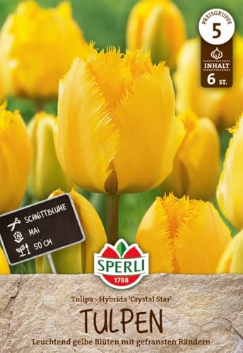 sperli-gefranste-tulpe-crystal-star-gelbe-tulpenzwiebeln-winterhart-mehrj-hrig image 7