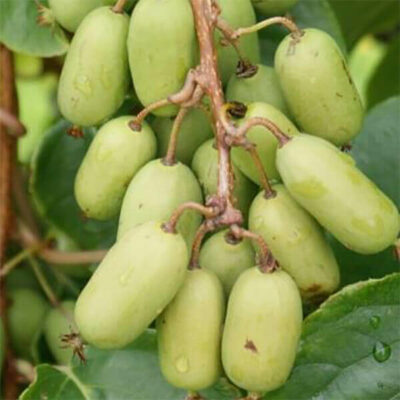samen-maier-bio-kiwi-super-jumbo-mini-kiwi-pflanze image 3