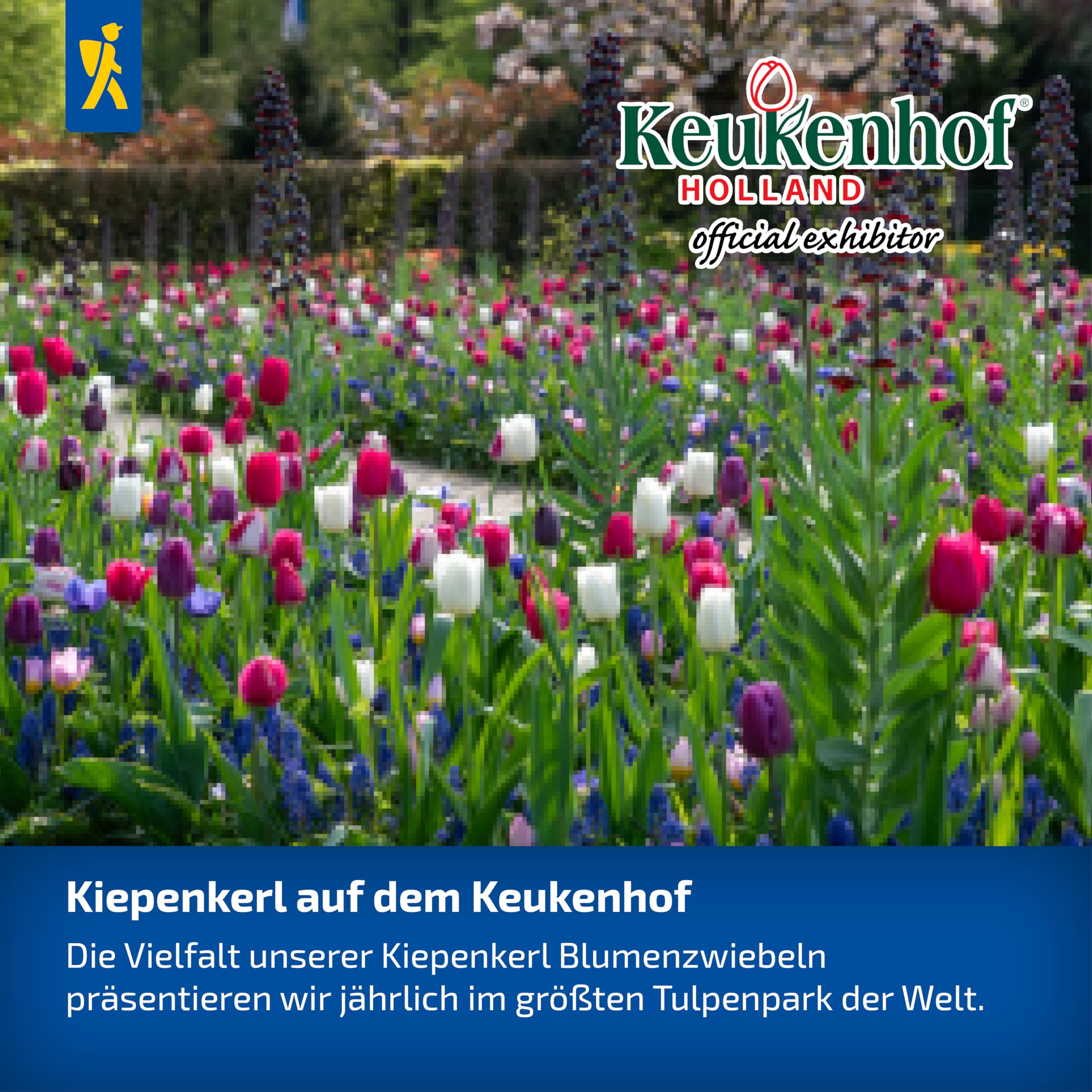 kiepenkerl-2700005-zierlauch-mont-blanc-riesen-allium-wei-100-cm image 6