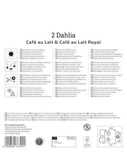 kiepenkerl-dahlien-duo-caf-au-lait-caf-au-lait-royal-blumenzwiebeln image 8