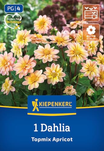kiepenkerl-beet-topf-dahlie-topmix-apricot-3000054-blumenzwiebeln image 7