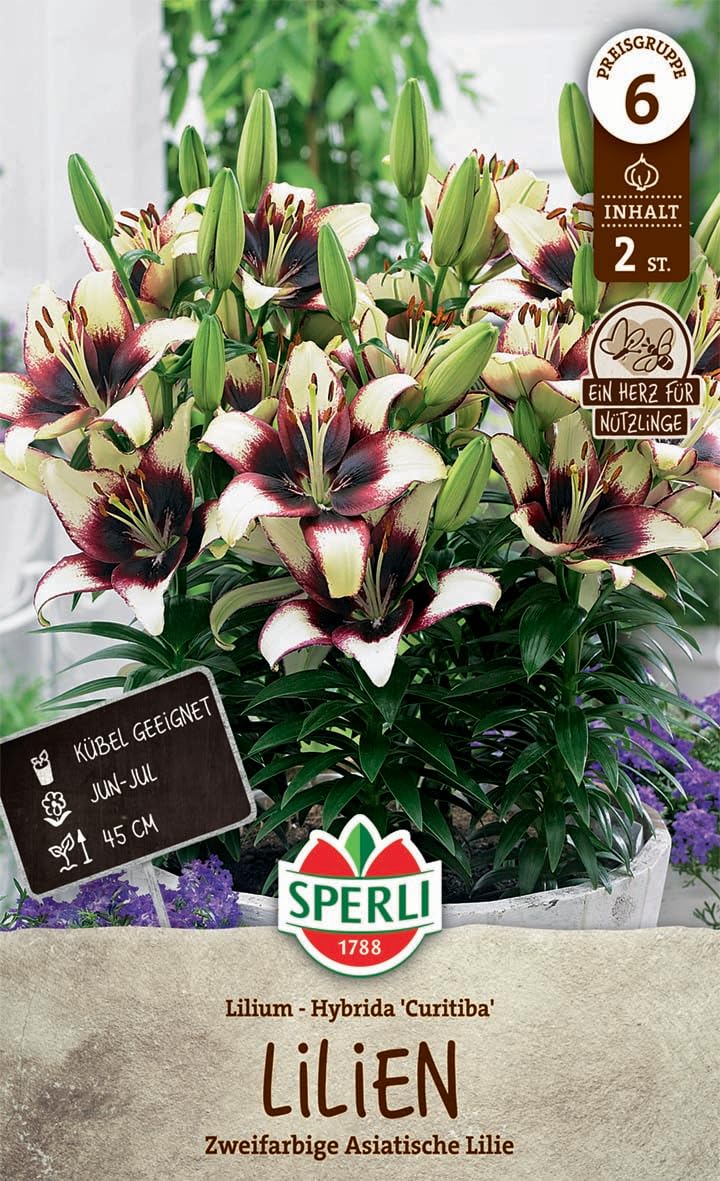 sperli-lilie-curitiba-orient-lilie-winterhart-45-cm-beet-k-bel image 1