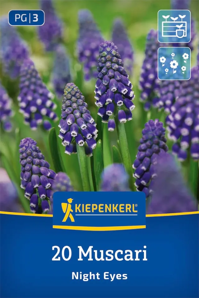 kiepenkerl-traubenhyazinthe-night-eyes-blumenzwiebeln-blau-wei-15-cm image 1