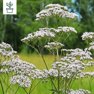 samen-maier-bio-arznei-baldrian-topf-valeriana-officinalis image 3