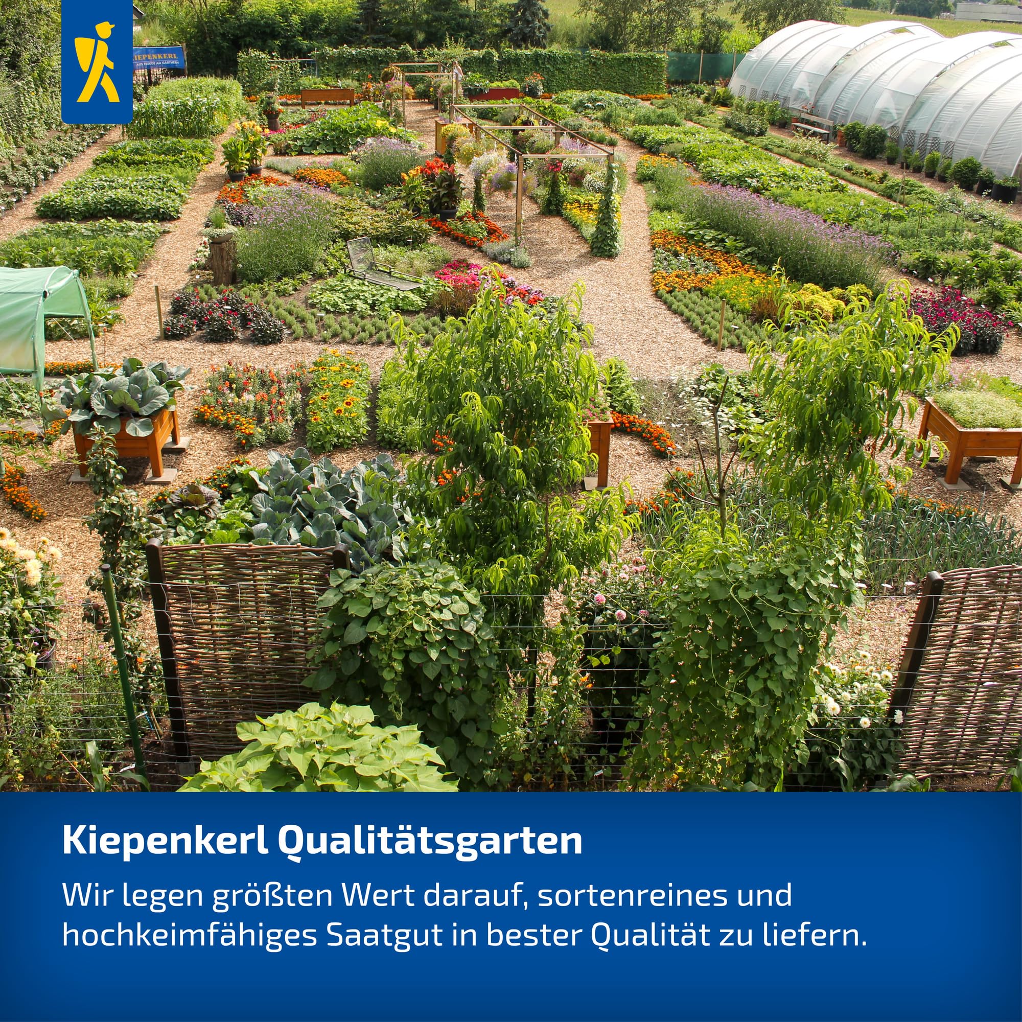 kiepenkerl-ziervogelgrassamen-frischgr-n-mischung-1073700-saatgut image 6