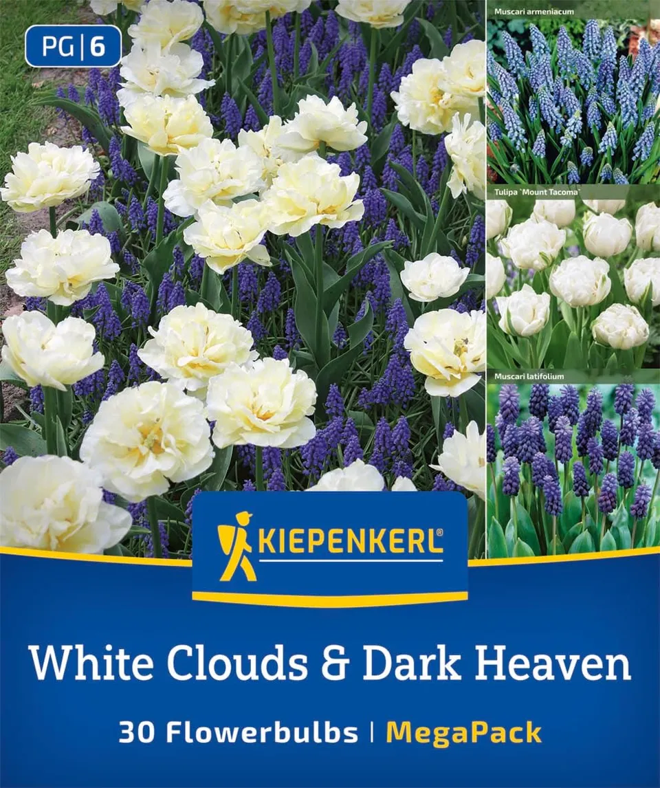 kiepenkerl-mega-pack-blumenzwiebelmischung-white-cloud-dark-heaven-mix-2875030 image 1