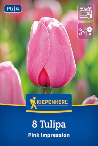 kiepenkerl-darwin-hybrid-tulpe-pink-impression-blumenzwiebeln-rosa-50-cm image 7