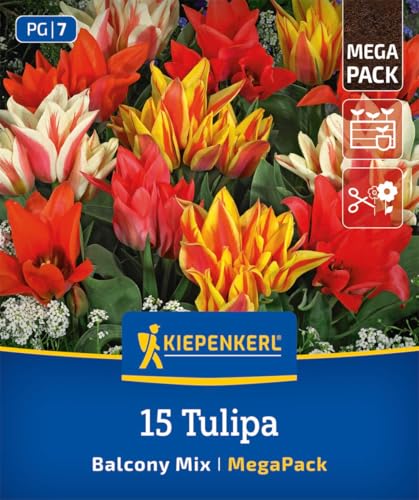 kiepenkerl-mega-pack-botanische-tulpen-balkonzauber-blumenzwiebeln-mehrbl-tig-20 image 7