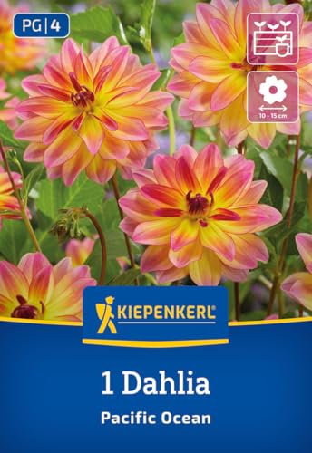 kiepenkerl-dekorative-dahlie-pacific-ocean-blumenzwiebeln image 7