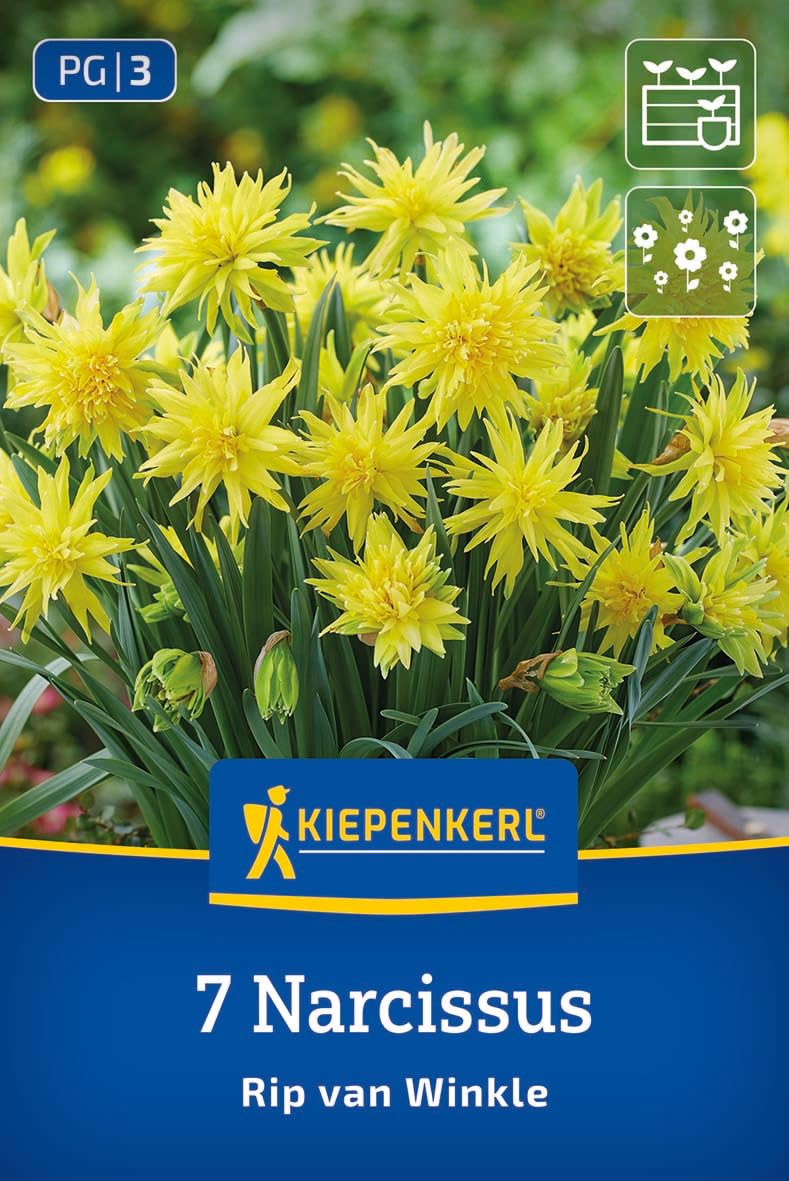 kiepenkerl-gef-llte-narzisse-rip-van-winkle-2450019-gelb-15-cm image 1