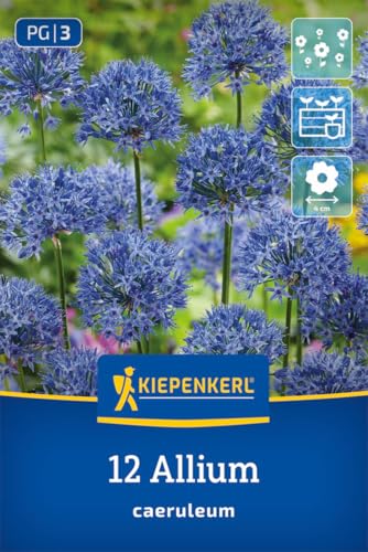 kiepenkerl-zierlauch-allium-caeruleum-blumenzwiebeln-blau-50-cm image 7