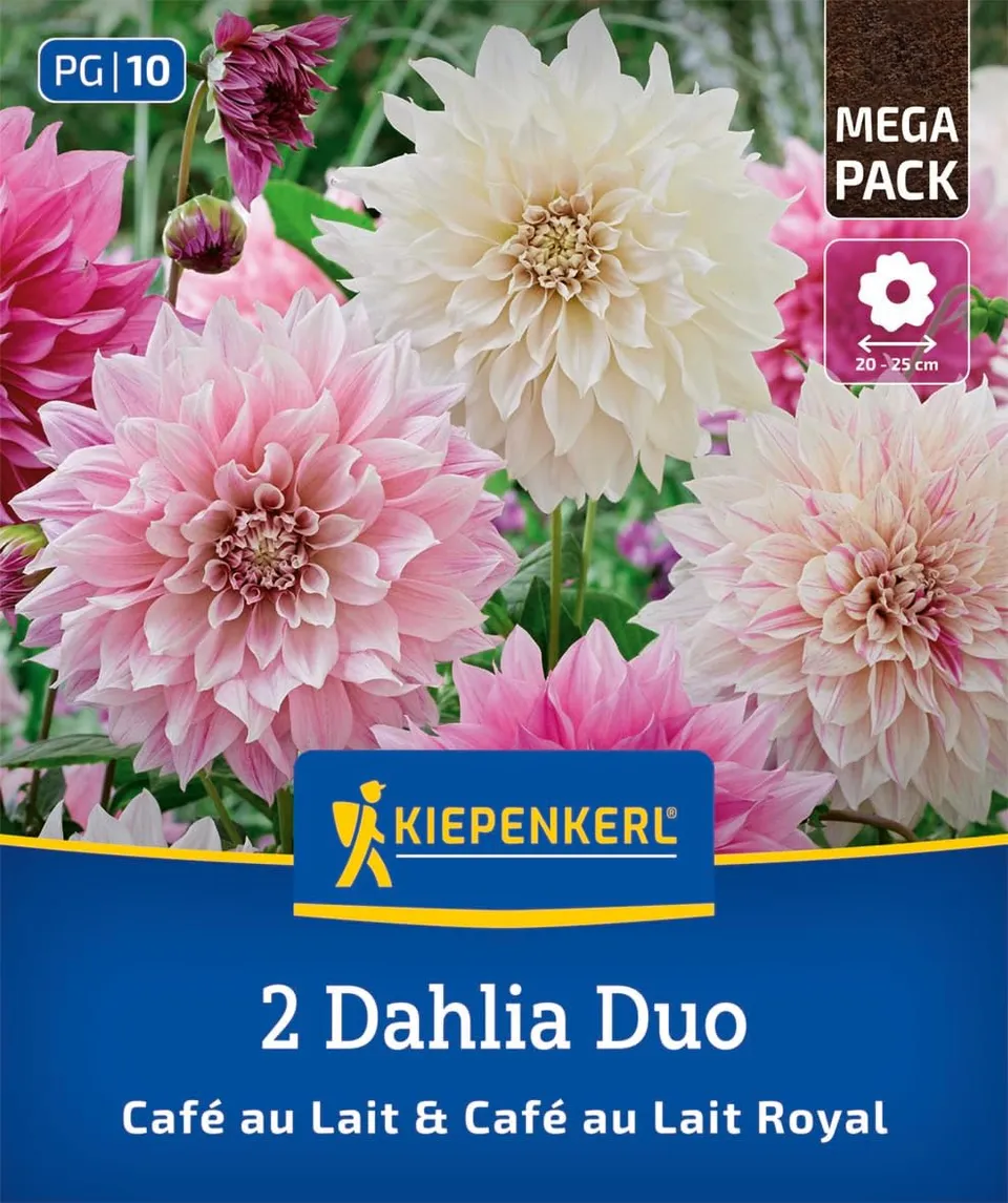 kiepenkerl-dahlien-duo-caf-au-lait-caf-au-lait-royal-blumenzwiebeln image 1