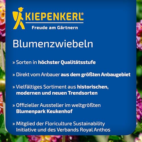 kiepenkerl-beet-k-bel-dahlie-go-go-black-3000013-blumenzwiebeln-dunkelrot-50-60- image 6