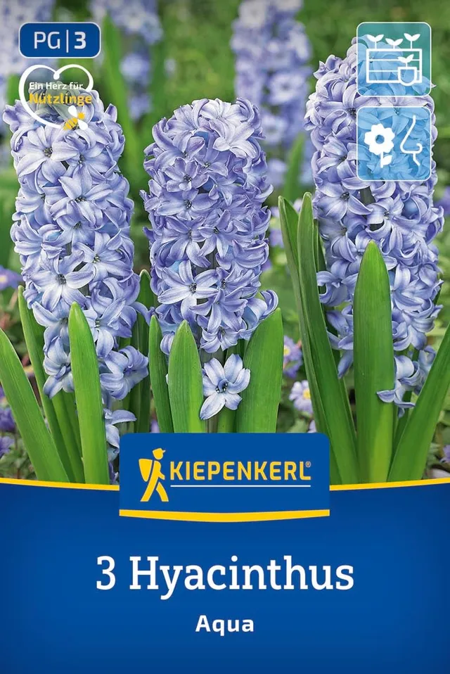 kiepenkerl-hyazinthe-aqua-2600000-blumenzwiebeln image 1